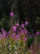 Fermented fireweed sparkling tea