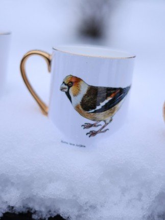 Porcelain mug featuring an illustration of a hawfinch
