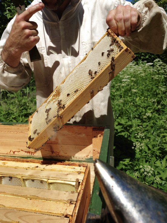 Honey from Pavāru māja garden