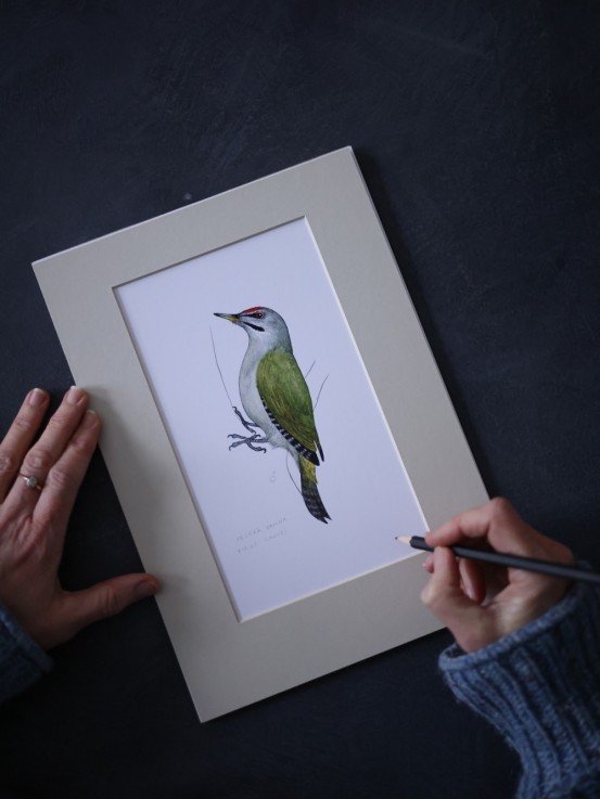 Magnet with Black Woodpecker Illustration